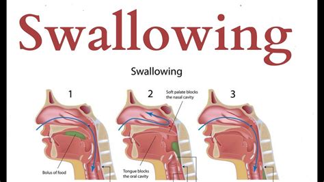 Too Much to Swallow: On Terms Meaning 'Swallow' in Oceanic.